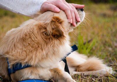 Estratégias de Marketing para o Mercado de Pet