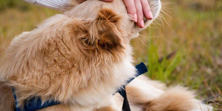 Estratégias de Marketing para o Mercado de Pet